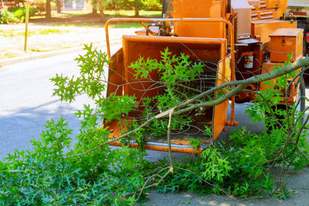 Best Tree Mulching  in USA